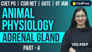 Animal Physiology  Adrenal Gland  CUET PGCSIR NETGATEIIT JAM  Part4 VedPrep Biology Academy [upl. by Arrec684]