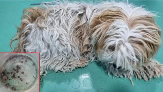 This Matted Dog Had Tons Of Ticks [upl. by Amorete946]