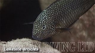 Lake Tanganyika Cichlids in the Wild HD 1080p [upl. by Fulmer]