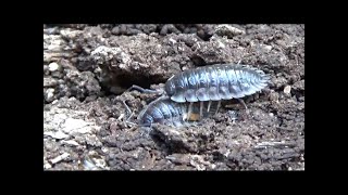 Mauerassel Oniscus asellus Wall Woodlice Aufgenommen im Oldenburger Land Video von KLAUS TAUX [upl. by Okimuy932]