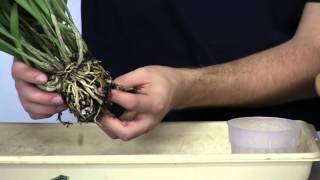 How To Repot Masdevallia Orchids [upl. by Timon]