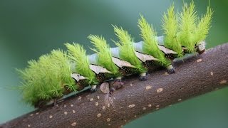 Saturniidae Hemileucinae Automeris naranja [upl. by Sethrida849]