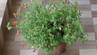 Timelapse of purslane flowers in the morning [upl. by Enilrad]