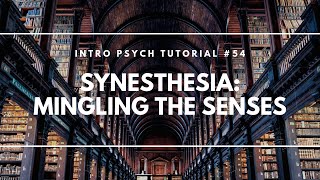 Synesthesia Mingling the Senses Intro Psych Tutorial 54 [upl. by Ijic]