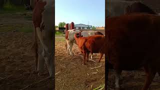 Record the daily life of cattle breeders Camel 492 [upl. by Rihana]