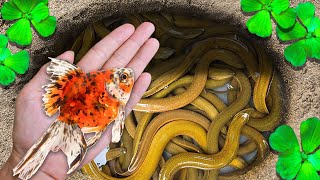 Amazing Super Eggs Trap Carp Butterfly Fish Koi Fish Betta Fish Unicorn Fish  Fishing Video [upl. by Goldin]