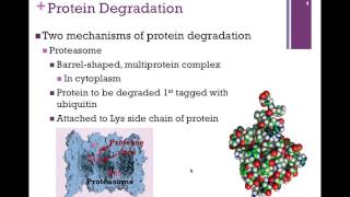 084Protein Degradation [upl. by Salokin]