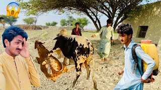 Cow Ky sath Bohat he Bura Ho Giya 😱Grass Ko Spray Ke de [upl. by Richara215]