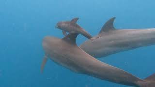 Zanzibar Dolphins [upl. by Noslen534]