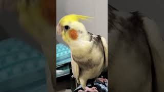 CACATUA  NINFA CANTANDO [upl. by Llebasi]