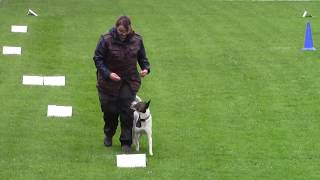 Rally Obedience Turnier bei strömenden Regen ☔ Klasse 1  PHV Hameln [upl. by Cj]