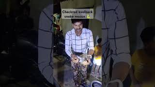 Checkred keelback snake rescue 🐍checkeredkeelback savesnake snakerescue shortsvideo ytshorts [upl. by Liuqnoj]