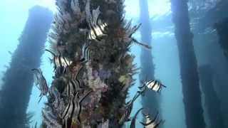 The Best of the Busselton Jetty Underwater Observatory [upl. by Tavia848]