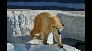 Les animaux du froid  Documentaire animalier [upl. by Natale]