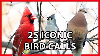 25 Iconic Bird Sounds [upl. by Nnaik]