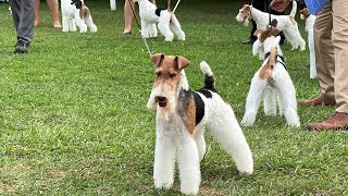 Devon Kennel Club Best of Breed Competition Wire Fox Terriers [upl. by Gilder]