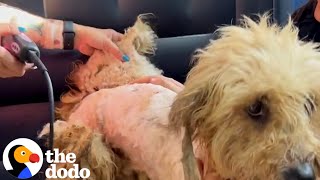 VERY Matted Dog Is Unrecognizable After Five Hour Haircut  The Dodo [upl. by Aihtnyc]