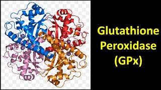 Glutathione Peroxidase GPx [upl. by Kassaraba]