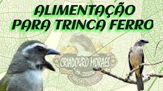 ALIMENTAÇÃO PARA TRINCA FERRO [upl. by Trygve]