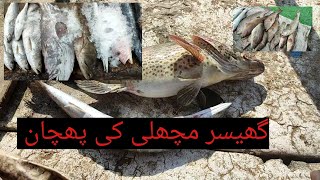 ghesar grouper hamour fish ki pehchan krne ka tariqa [upl. by Kendall]