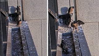 367 Collins St Falcons 🐥🐥Two Chicks on Mums Perch Sharing Beaky Kisses 💖 2024 Nov 12 [upl. by Ermeena958]