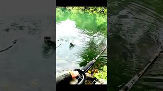 tilapia fishing in the tropical forest [upl. by Flavio847]