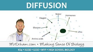 Diffusion  GCSE Biology 91 [upl. by Chemaram]