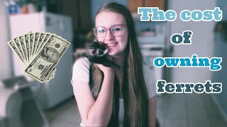 The Cost of Owning Ferrets 2019 [upl. by Zondra]