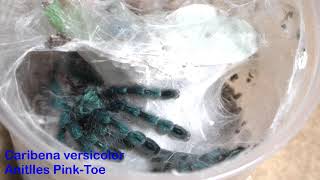 Caribena versicolor Sling Feedings  Antilles Pink Toe Tarantula feedings [upl. by Gnurt242]