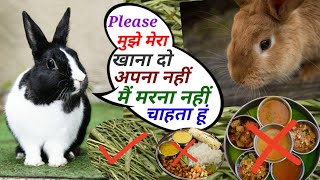 क्या खरगोश को चावल दाल खिलाना चाहिएKya Khargosh Ko Chawal Roti Khila Sakte Hain Rabbit Safe Food [upl. by Fara]