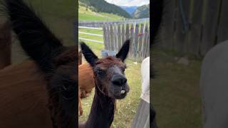 Alpaca went to the barber shop in Seiser Alm travel visititaly trentino alps animals alpaca [upl. by Eniffit]