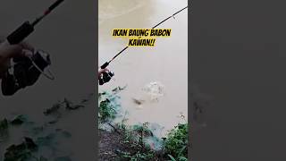 IKAN BAUNG BABON ‼️mancing fishing mancingbaung [upl. by Nannette]