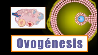 Ovogénesis y Desarrollo folicular ¿Cómo se forman los ovocitos [upl. by Niuq]