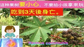 蓖麻的功效与作用Ricinus communis health benefitsmanfaat daun jaraK [upl. by Reehsab709]