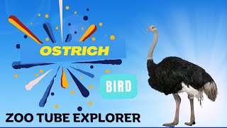 Ostrich Bird [upl. by Ecienal993]