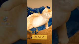 Ikea Cat funnycats [upl. by Kuska69]