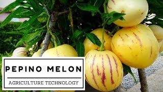 Modern agriculture technology Pepino melon [upl. by Airlia139]