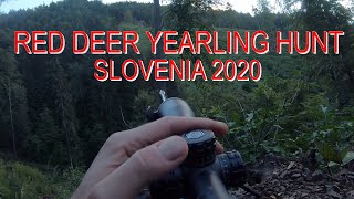 Red Deer Hunt Rot Hirsch Jagd Caccia al Cervo Chasse au Cerf ĂŠlaphe RĂśdhjortjakt Slovenia 2020 [upl. by Raskind]