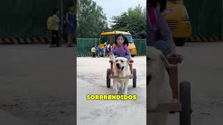 Perro Recoge a Dueña de la Escuela ❤️ [upl. by Acila]