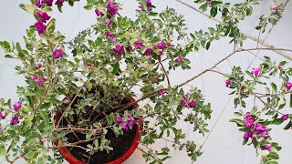 Best Plant for Beginners  Leucophyllum  How to Grow and Care Texas Sage  Fun Gardening [upl. by Milone]