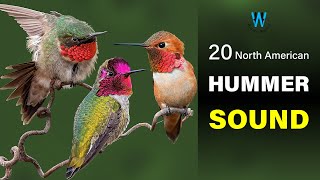 Hummingbird Sound amp Call 20 North American Species [upl. by Doris616]