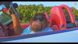 Animalia  Orangutan Rambo enjoys her cool ride [upl. by Ahseen]