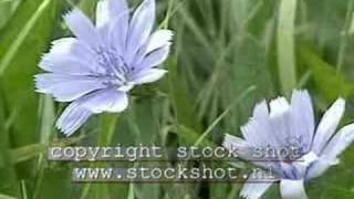 Chicory cichorium intybus [upl. by Marguerite]