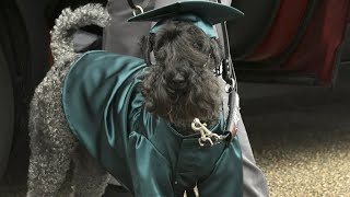 Brevard County service dog graduates from Viera High School with teen handler [upl. by Euginimod879]