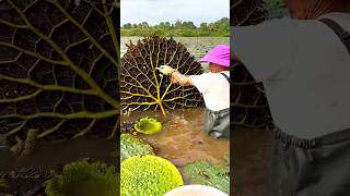 Beautiful Natural Gorgon Harvesting amp Rural Life  Prickly Water Lily Seeds shorts youtubeshorts [upl. by Barna]