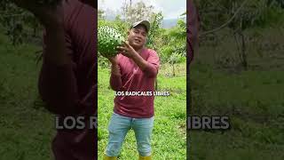 Beneficios de la guanábana para tu cuerpo parati comida dieta guanabana frutas beneficios [upl. by Ahsinnor]