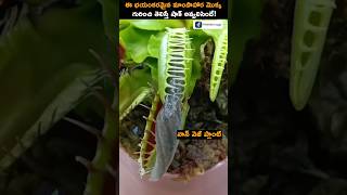 Carnivorous Plants Eating Bugs and Insects 🪴🪰 shorts carnivorous [upl. by Nivled641]