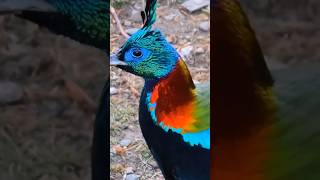 national bird of nepal Lophophorus danfehimalayanmonal mountains rare [upl. by Grube]