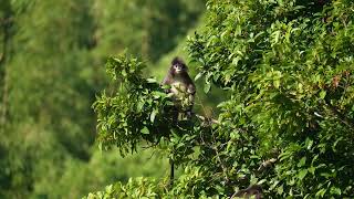 Phayres leaf monkey also known as Phayres langur [upl. by Yesrej130]