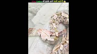 King Cobra भी इसको देखकर मैदान छोड़कर भाग जाता है 😱facts shorts snake trending [upl. by Pentha]